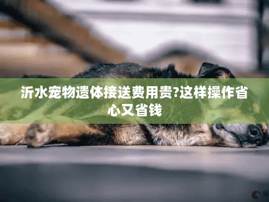 沂水宠物遗体接送费用贵?这样操作省心又省钱