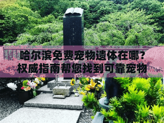 哈尔滨免费宠物遗体在哪？权威指南帮您找到可靠宠物殡葬服务