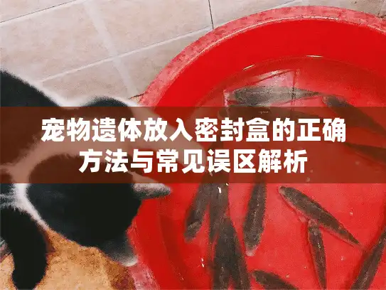 宠物遗体放入密封盒的正确方法与常见误区解析