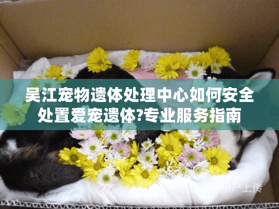 吴江宠物遗体处理中心如何安全处置爱宠遗体?专业服务指南