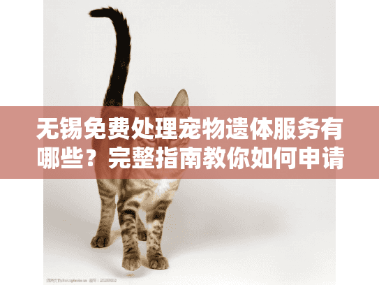 无锡免费处理宠物遗体服务有哪些？完整指南教你如何申请