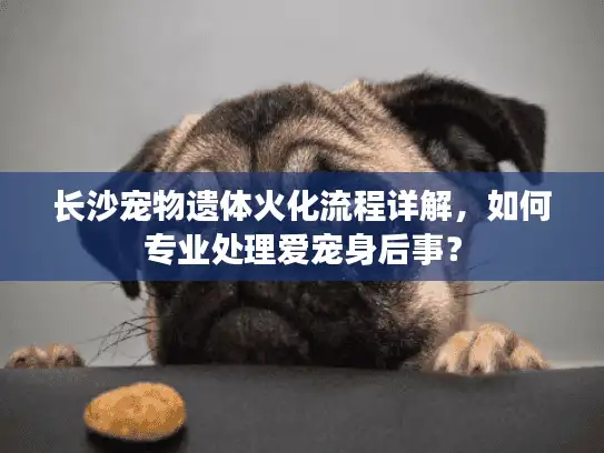 长沙宠物遗体火化流程详解,如何专业处理爱宠身后事? 长沙宠物遗体火化流程详解,如何专业处理爱宠身后事?