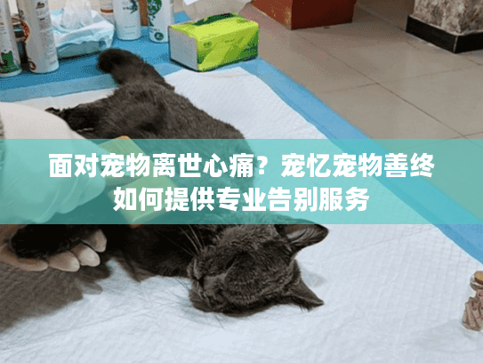 面对宠物离世心痛？宠忆宠物善终如何提供专业告别服务