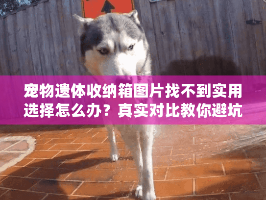 宠物遗体收纳箱图片找不到实用选择怎么办?真实对比教你避坑 宠物遗体收纳箱图片找不到实用选择怎么办?真实对比教你避坑