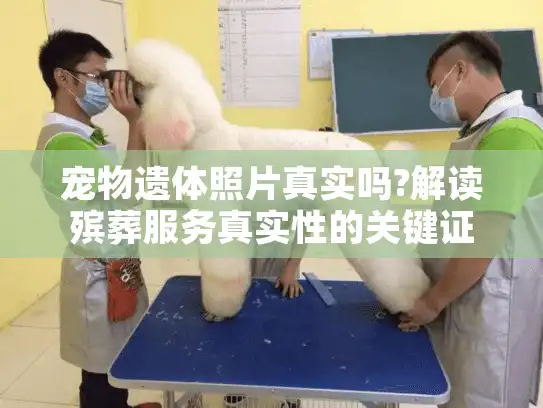 宠物遗体照片真实吗?解读殡葬服务真实性的关键证据
