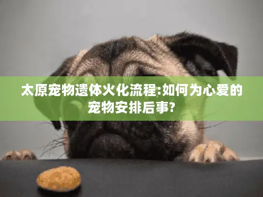 太原宠物遗体火化流程:如何为心爱的宠物安排后事?