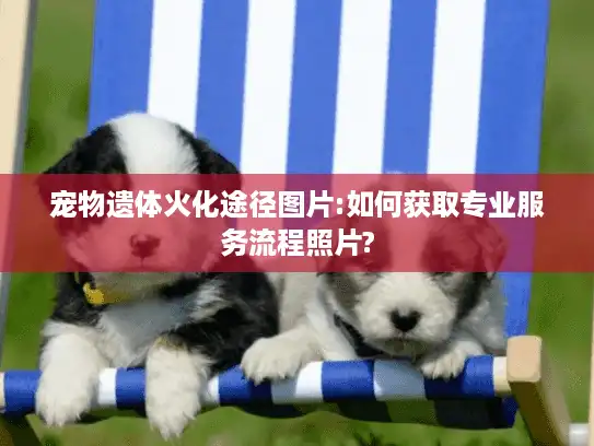 宠物遗体火化途径图片:如何获取专业服务流程照片? 宠物遗体火化途径图片:如何获取专业服务流程照片?