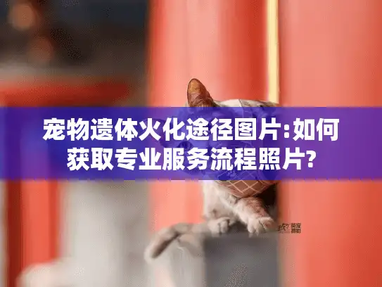 宠物遗体火化途径图片:如何获取专业服务流程照片? 宠物遗体火化途径图片:如何获取专业服务流程照片?