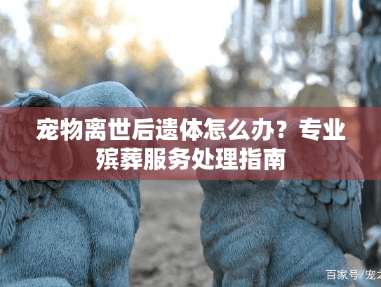 宠物离世后遗体怎么办？专业殡葬服务处理指南