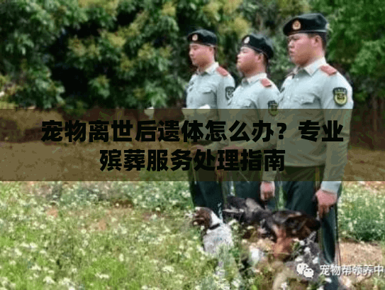 宠物离世后遗体怎么办？专业殡葬服务处理指南
