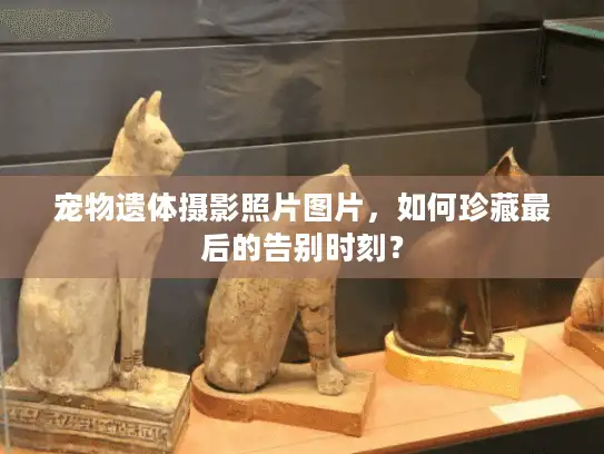 宠物遗体摄影照片图片,如何珍藏最后的告别时刻? 宠物遗体摄影照片图片,如何珍藏最后的告别时刻?