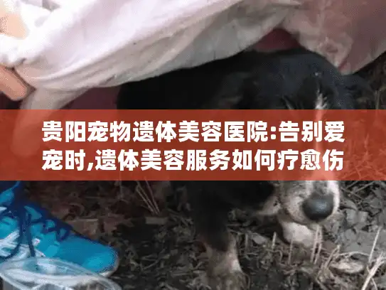 贵阳宠物遗体美容医院:告别爱宠时,遗体美容服务如何疗愈伤痛?