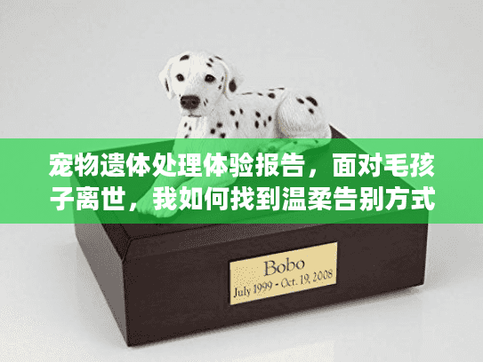 宠物遗体处理体验报告，面对毛孩子离世，我如何找到温柔告别方式？