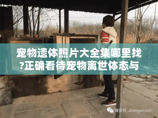 宠物遗体照片大全集哪里找?正确看待宠物离世体态与殡葬指南