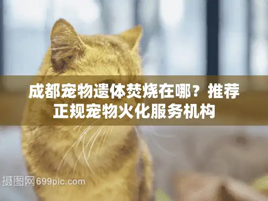 成都宠物遗体焚烧在哪？推荐正规宠物火化服务机构