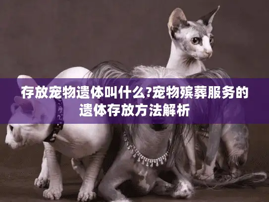 存放宠物遗体叫什么?宠物殡葬服务的遗体存放方法解析