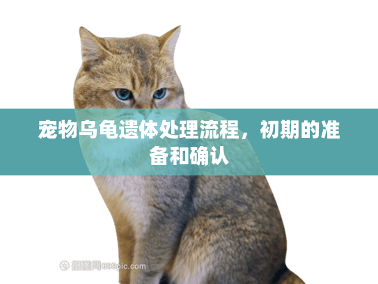 宠物乌龟遗体处理流程,初期的准备和确认 宠物乌龟遗体处理流程,初期的准备和确认