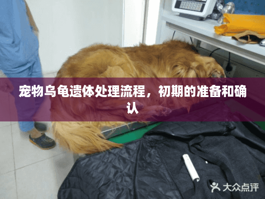 宠物乌龟遗体处理流程,初期的准备和确认 宠物乌龟遗体处理流程,初期的准备和确认