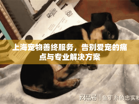 上海宠物善终服务,告别爱宠的痛点与专业解决方案 上海宠物善终服务,告别爱宠的痛点与专业解决方案