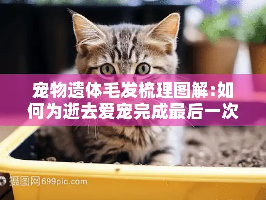 宠物遗体毛发梳理图解:如何为逝去爱宠完成最后一次温柔梳毛?