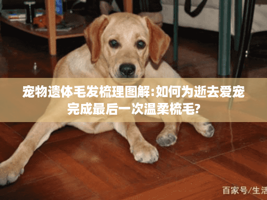 宠物遗体毛发梳理图解:如何为逝去爱宠完成最后一次温柔梳毛?