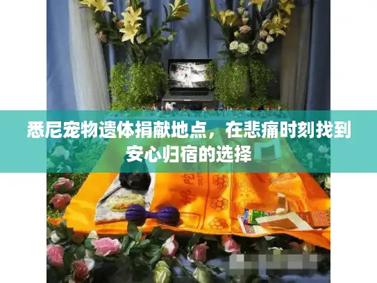 悉尼宠物遗体捐献地点，在悲痛时刻找到安心归宿的选择