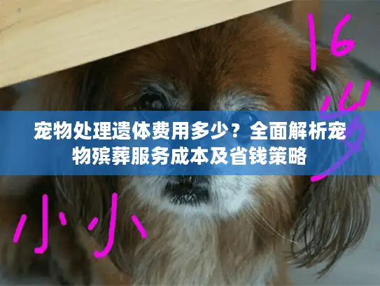 宠物处理遗体费用多少？全面解析宠物殡葬服务成本及省钱策略