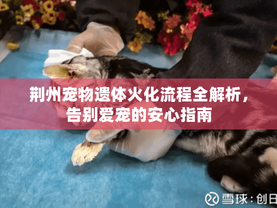 荆州宠物遗体火化流程全解析，告别爱宠的安心指南