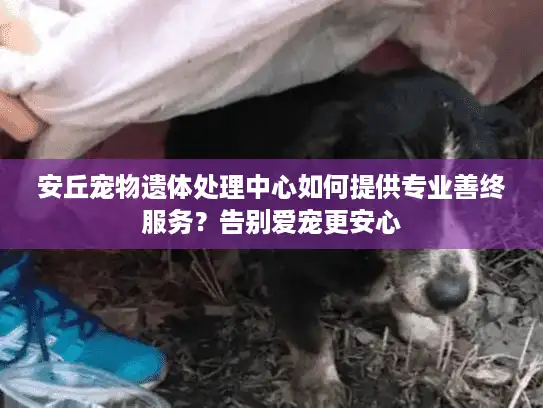 安丘宠物遗体处理中心如何提供专业善终服务？告别爱宠更安心