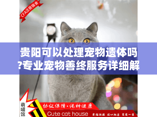 贵阳可以处理宠物遗体吗?专业宠物善终服务详细解析