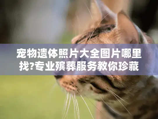 宠物遗体照片大全图片哪里找?专业殡葬服务教你珍藏回忆的正确方式