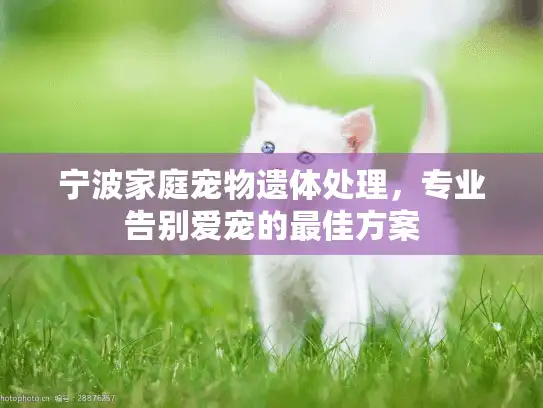 宁波家庭宠物遗体处理，专业告别爱宠的最佳方案