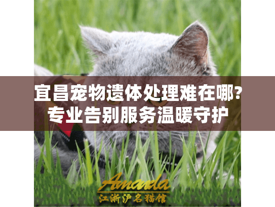 宜昌宠物遗体处理难在哪?专业告别服务温暖守护