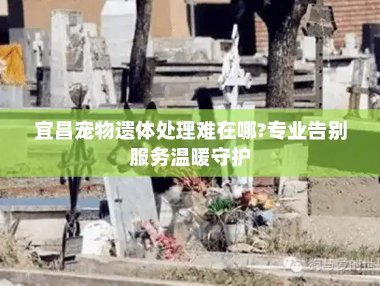 宜昌宠物遗体处理难在哪?专业告别服务温暖守护