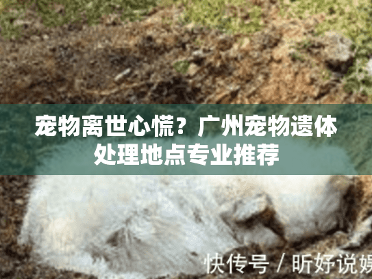 宠物离世心慌？广州宠物遗体处理地点专业推荐