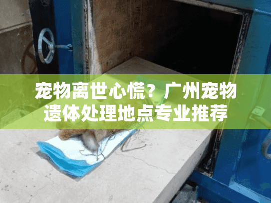 宠物离世心慌？广州宠物遗体处理地点专业推荐