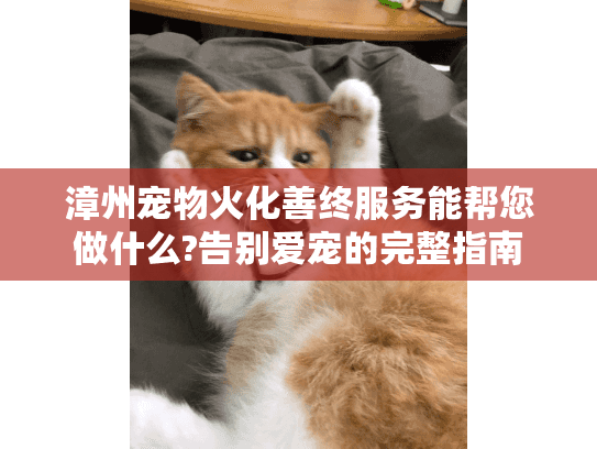 漳州宠物火化善终服务能帮您做什么?告别爱宠的完整指南