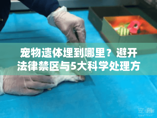 宠物遗体埋到哪里？避开法律禁区与5大科学处理方案