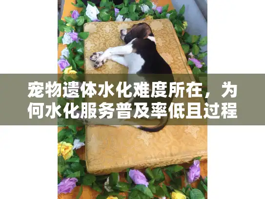 宠物遗体水化难度所在，为何水化服务普及率低且过程挑战重重？