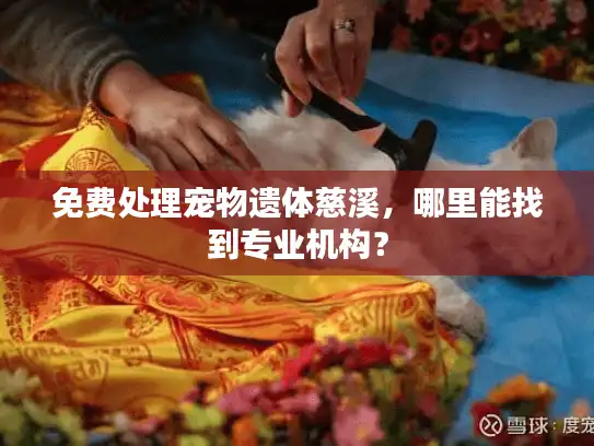 免费处理宠物遗体慈溪，哪里能找到专业机构？