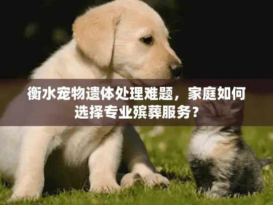 衡水宠物遗体处理难题，家庭如何选择专业殡葬服务？