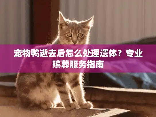 宠物鸭逝去后怎么处理遗体？专业殡葬服务指南