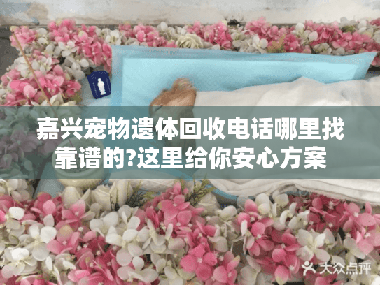 嘉兴宠物遗体回收电话哪里找靠谱的?这里给你安心方案 嘉兴宠物遗体回收电话哪里找靠谱的?这里给你安心方案