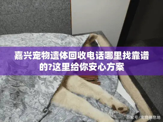 嘉兴宠物遗体回收电话哪里找靠谱的?这里给你安心方案 嘉兴宠物遗体回收电话哪里找靠谱的?这里给你安心方案