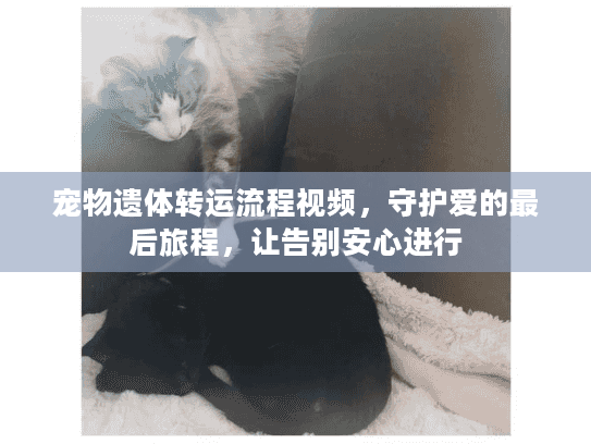 宠物遗体转运流程视频,守护爱的最后旅程,让告别安心进行 宠物遗体转运流程视频,守护爱的最后旅程,让告别安心进行