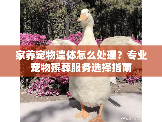 家养宠物遗体怎么处理？专业宠物殡葬服务选择指南