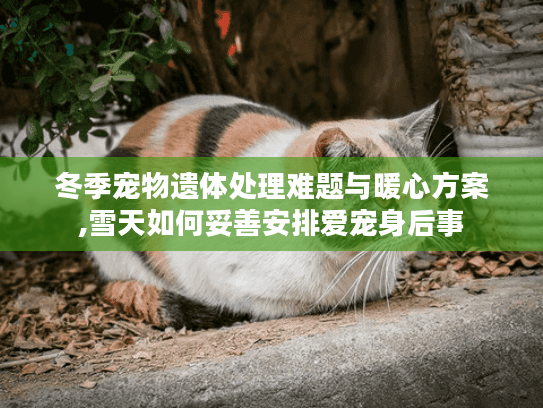 冬季宠物遗体处理难题与暖心方案,雪天如何妥善安排爱宠身后事 冬季宠物遗体处理难题与暖心方案,雪天如何妥善安排爱宠身后事