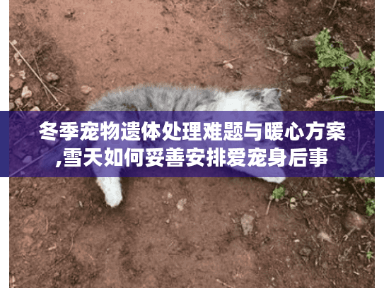 冬季宠物遗体处理难题与暖心方案,雪天如何妥善安排爱宠身后事 冬季宠物遗体处理难题与暖心方案,雪天如何妥善安排爱宠身后事