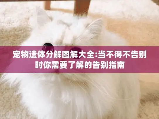 宠物遗体分解图解大全:当不得不告别时你需要了解的告别指南