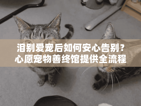 泪别爱宠后如何安心告别？心愿宠物善终馆提供全流程宠物殡葬服务